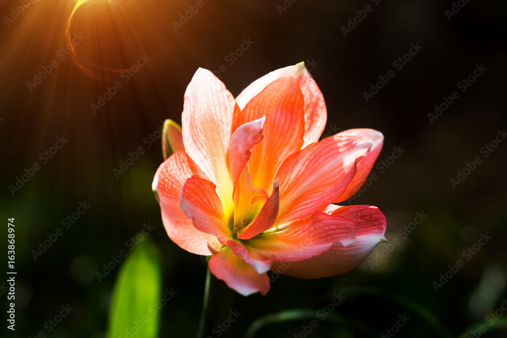 Orange Amaryllis flower with light in the nature.