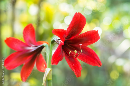 red amaryllis flower