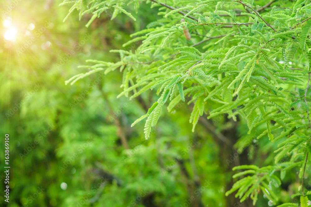 Green tamarind leaves on branches with sunlight at spring season. Green tamarind leaves on branches with sunlight at spring season.