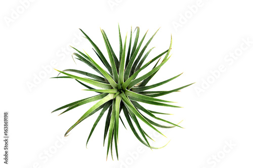 Green Tillandsia. (air plant with scientific name Tillandsia)