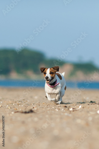 Jack Russell Terrier dog running across the beach