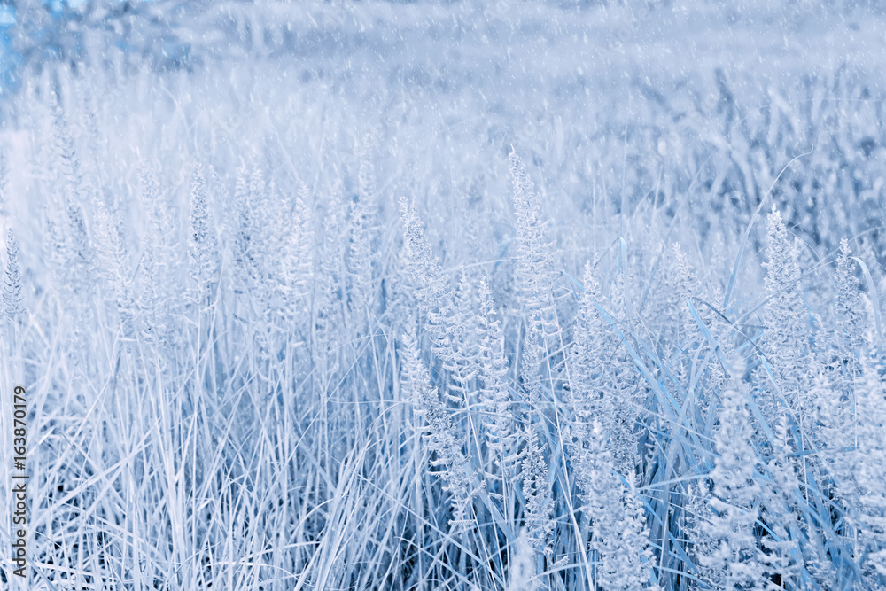 Grass flower background in winter season. Grass flower background in winter season.