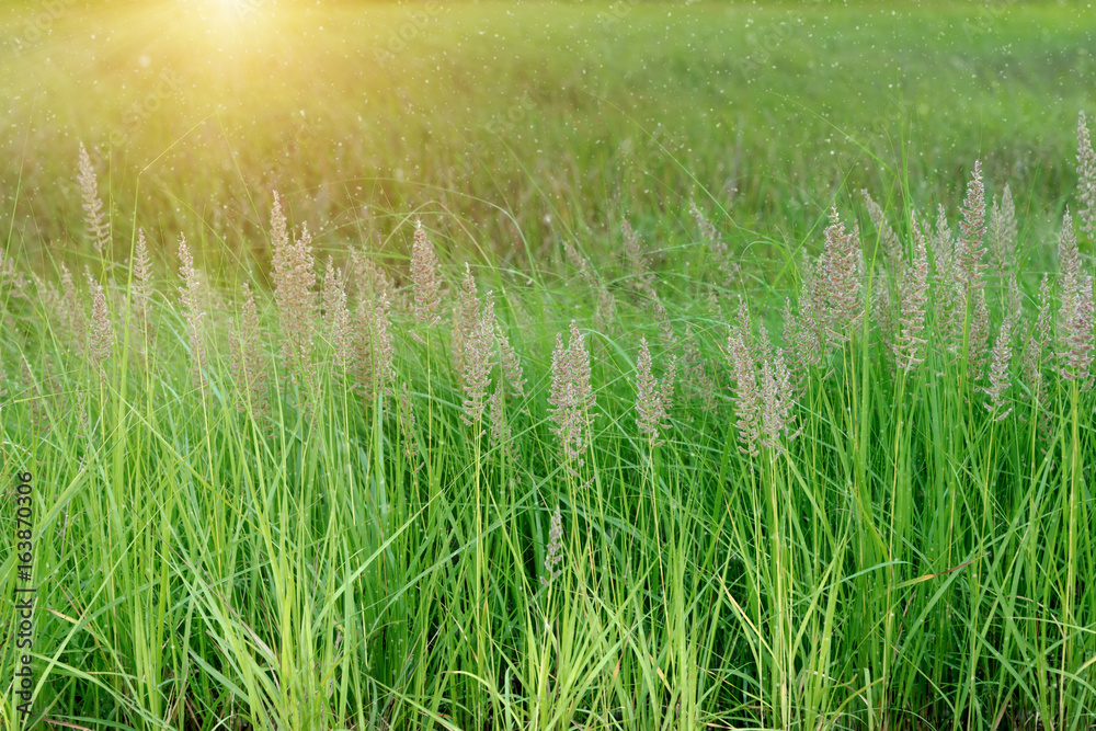 Flower grass in nature with sunlight.