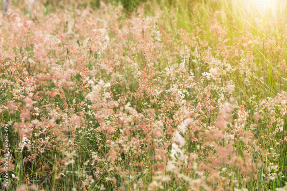 Pink flower grass in the nature. Pink flower grass in the nature.