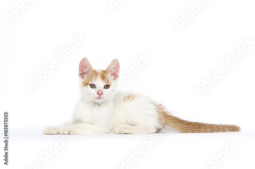 cat, animal, domestic, pet, mixed breed, young, wild, 