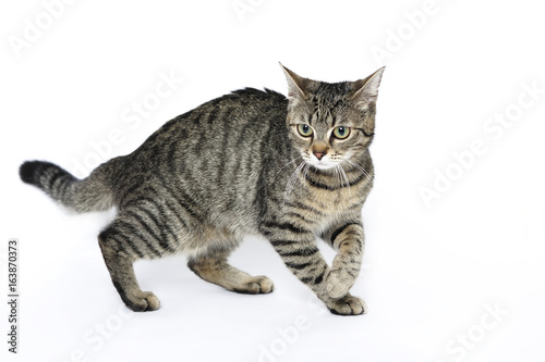 cat, animal, domestic, pet, mixed breed, young, wild, 