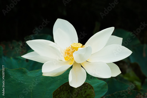 Beautiful lotus flower in the nature.