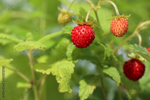 ワイルドストロベリー／Wild strawberry