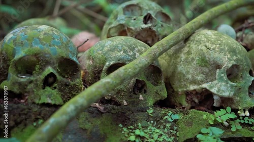 Fresh pink human skull in a row of old mossy green skulls in Trunyan Cemetery, Bali, shown from left to right photo