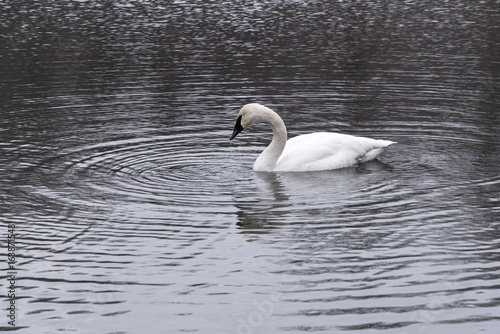 Swan surrounded by ripples in lake