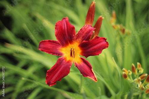 arboretum flowers