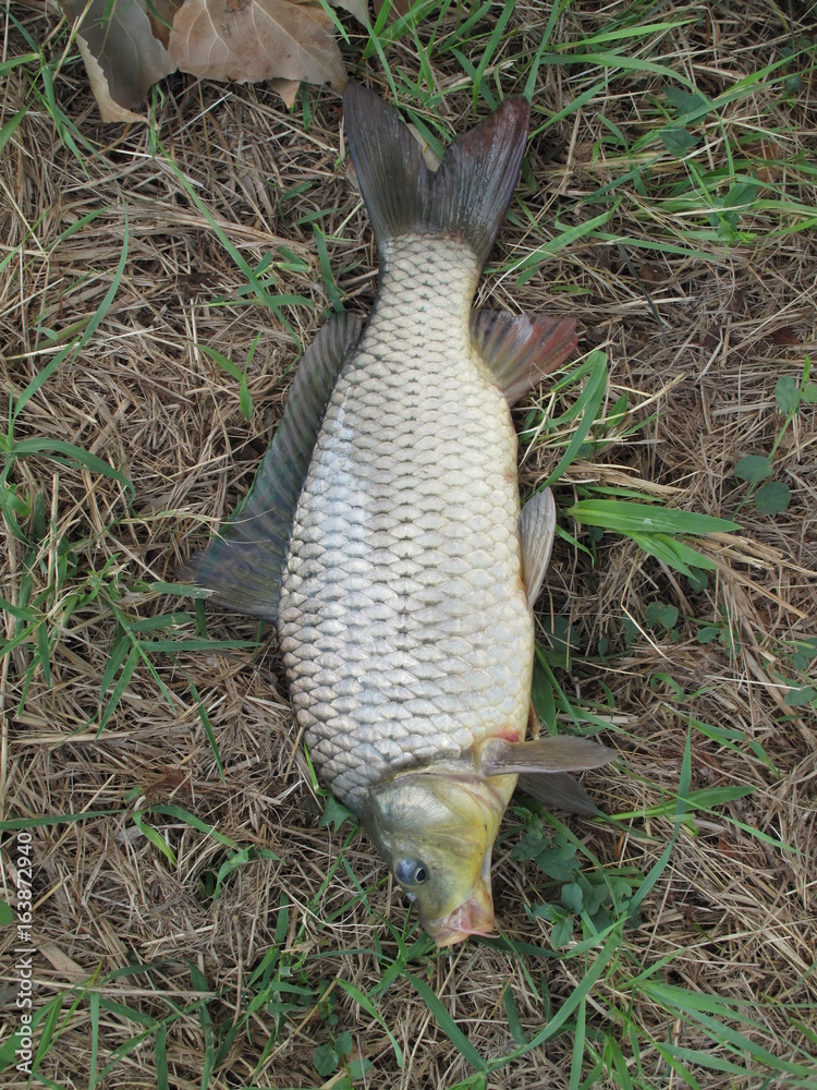 carpa StockFoto Adobe Stock