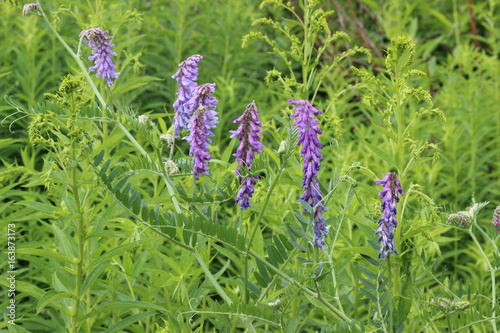 arboretum flowers