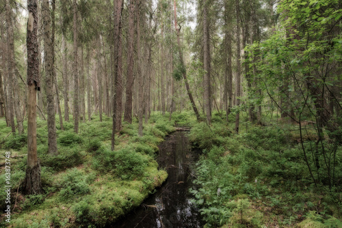 Pond in a old forest © Conny Sjostrom