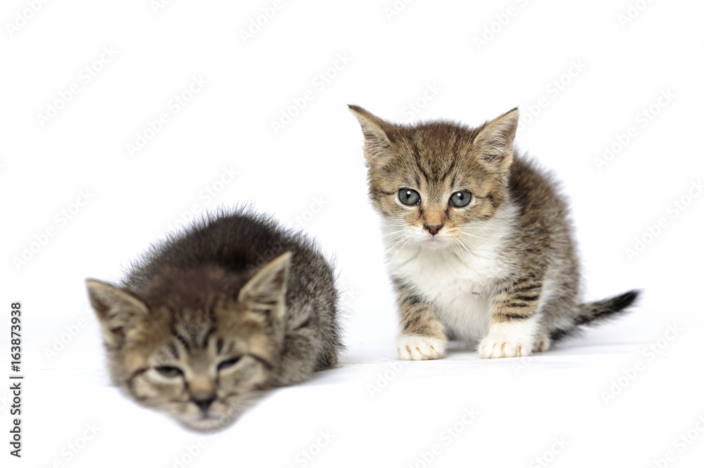 animals, cats, ear, emotion, empty, expression, eyes, young, pretty, puppy, pure, animals, cats, ear, emotion, empty, expression, eyes, young, pretty, puppy, pure,