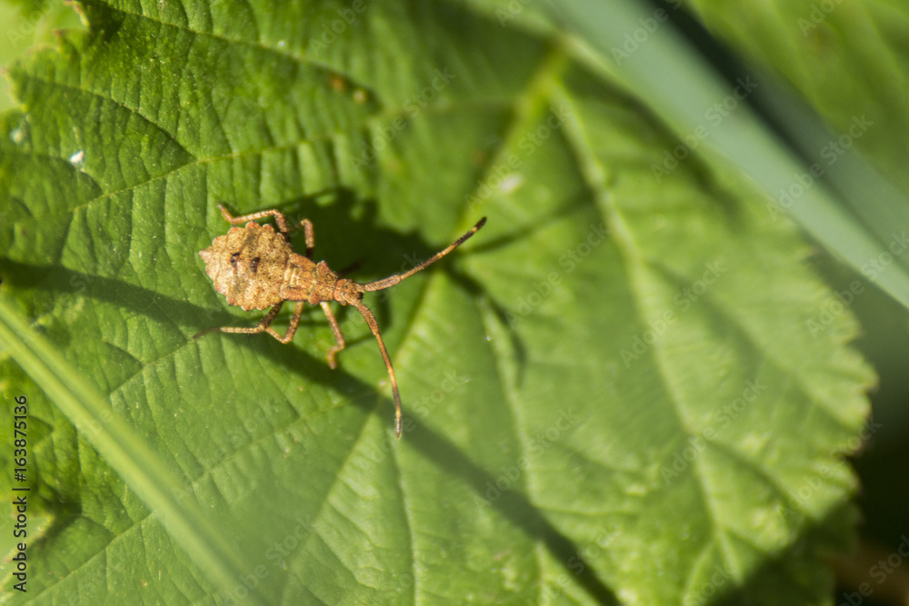 Insectes du marais de Montfort - Chartreuse - Isère. Insectes du marais de Montfort - Chartreuse - Isère.