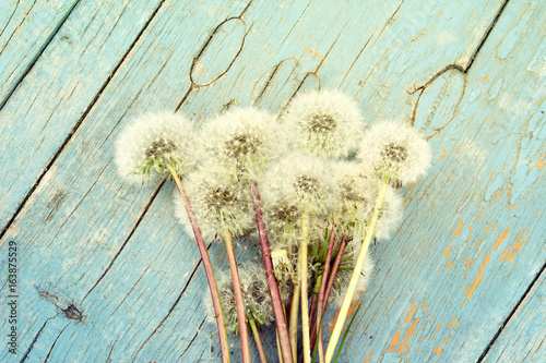 Fototapeta Naklejka Na Ścianę i Meble -  Bright summer background: fluffy dandelions  on an aged painted blue wood. Photo with toning.