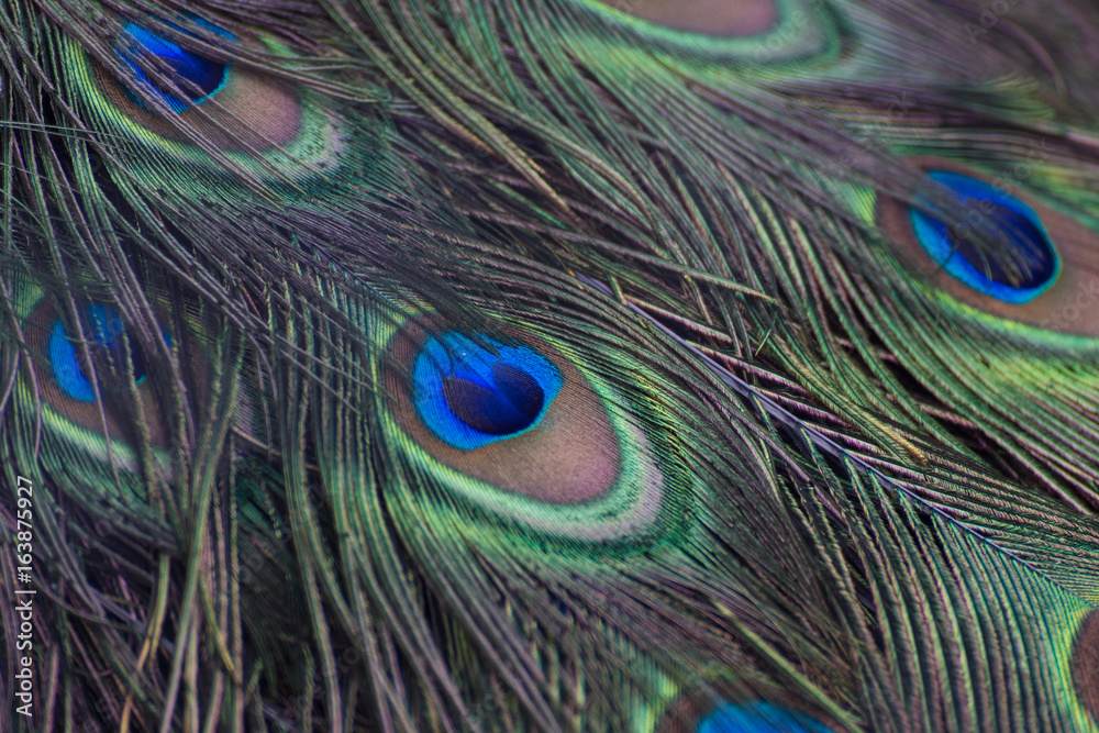 Obraz premium peacock feather pattern
