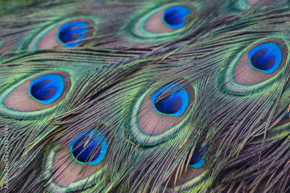 Fototapeta premium peacock feather pattern