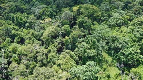 jungle aerial