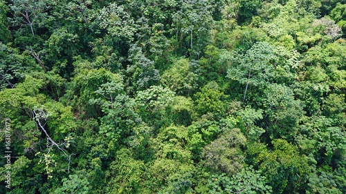 jungle aerial