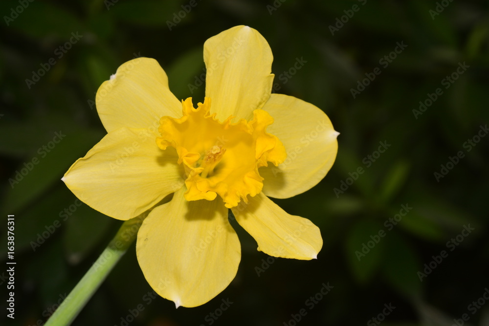 Daffodils, the flowers symbolizing friendship