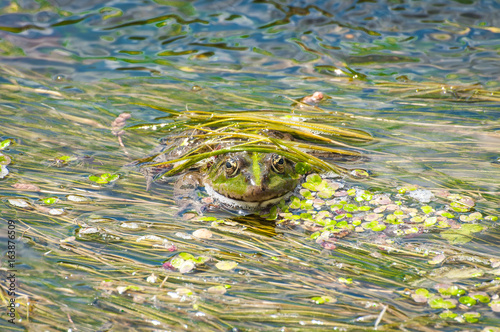 The frog disguised itself in river slime. Toad close-up against a background of green algae. photo