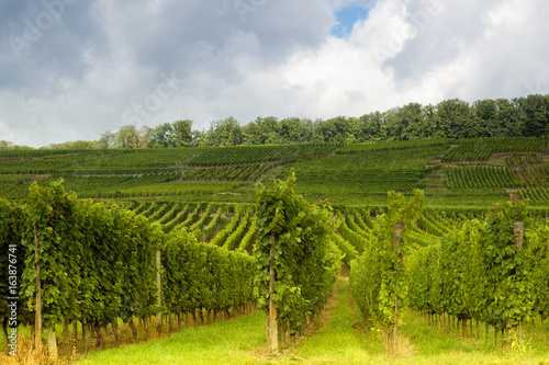 Alsatian vineyards and hills