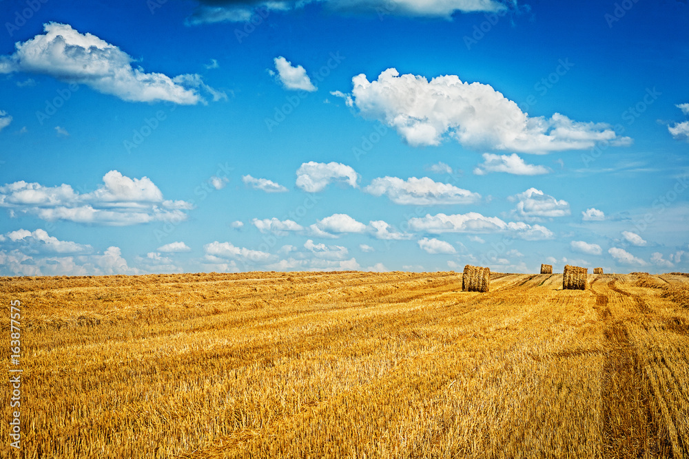 field of wheat after harvesting