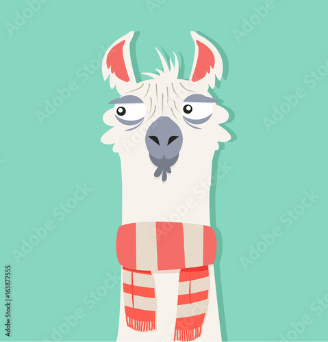 Alpaca with scarf