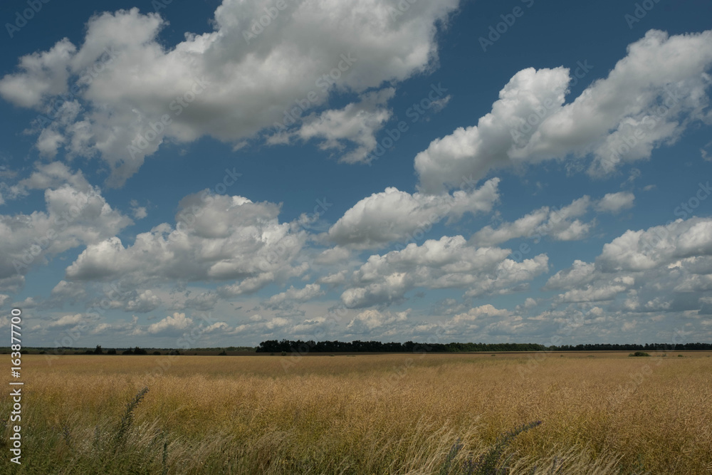 Sky blue in the clouds against the background of a yellow field with a beautiful horizon
