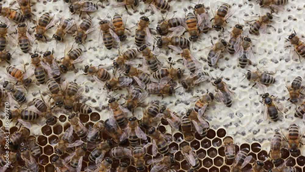 Inspection bees on honeycombs.
For inspection of bees, the beekeeper uses a lens (magnifying glass).
Inspection bees on honeycombs.
For inspection of bees, the beekeeper uses a lens (magnifying glass).