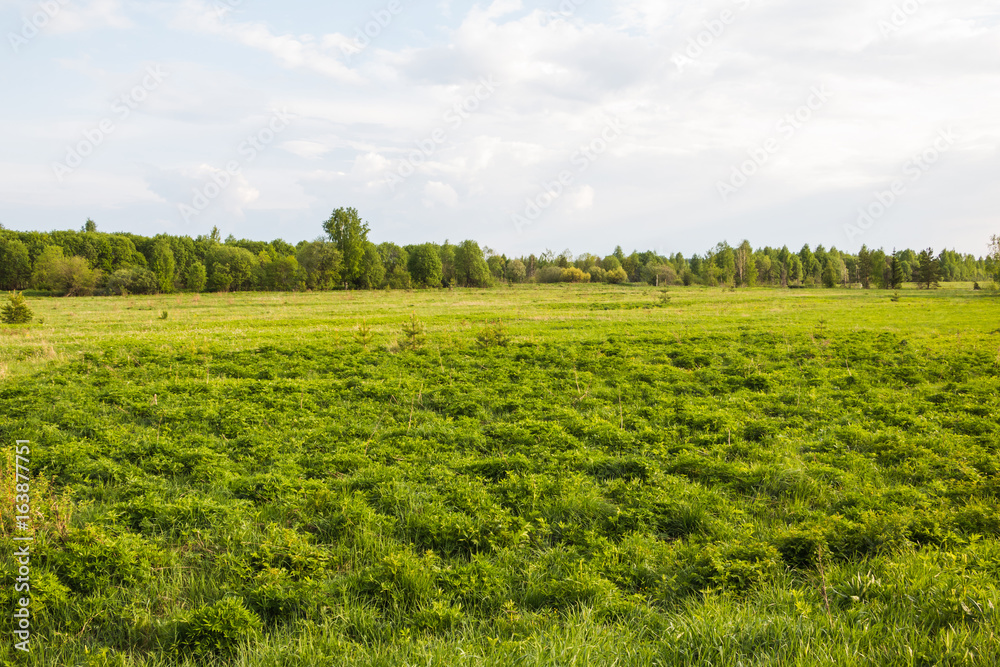 Green field and forest in the distance Green field and forest in the distance