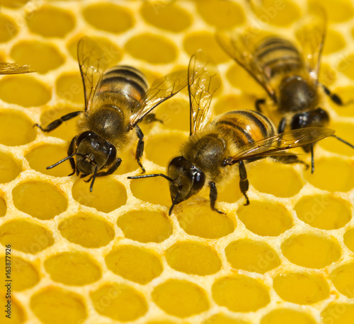 Bees build honeycombs