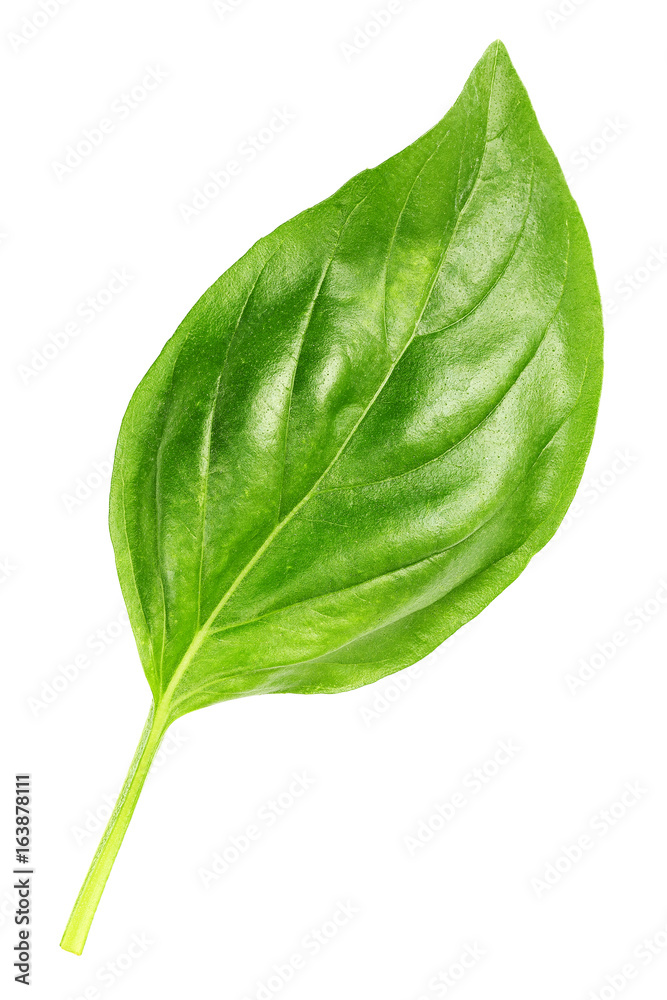 Fototapeta premium basil leaf