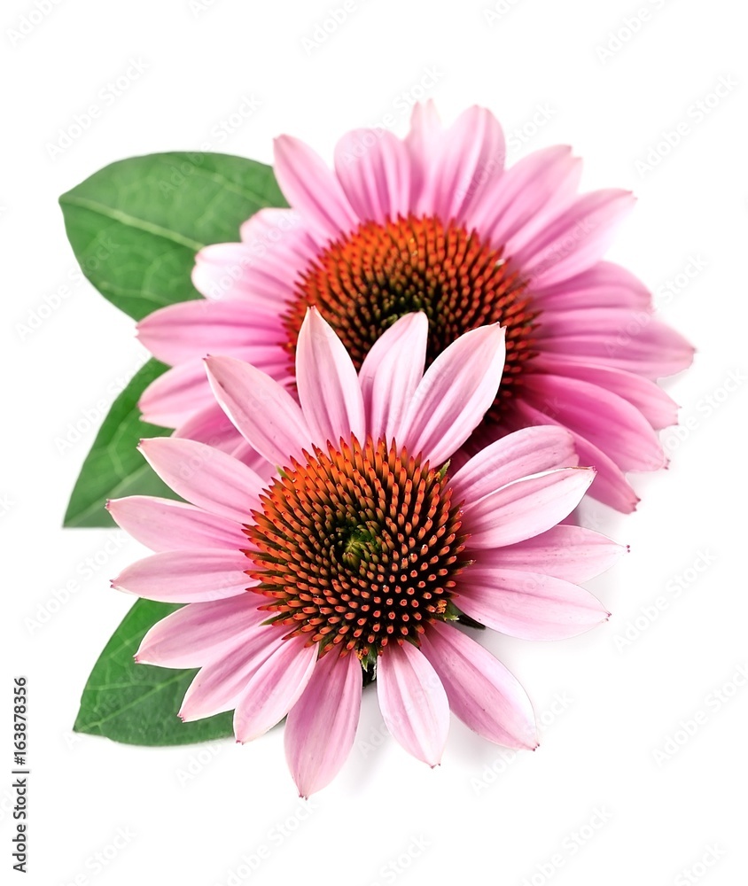 Obraz premium Echinacea flowers closeup.