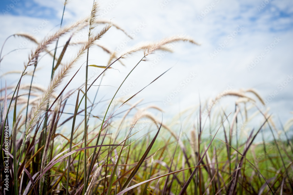 feather pennisetum feather pennisetum