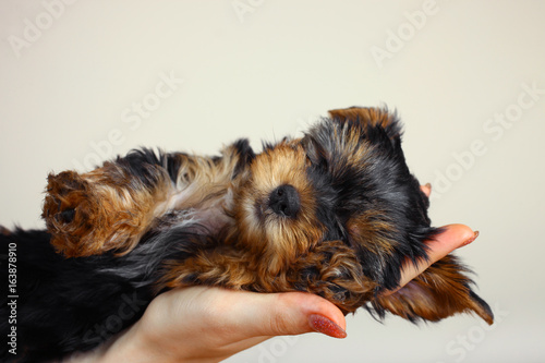 Puppy Yorkshire Terrier lies on a woman's hand