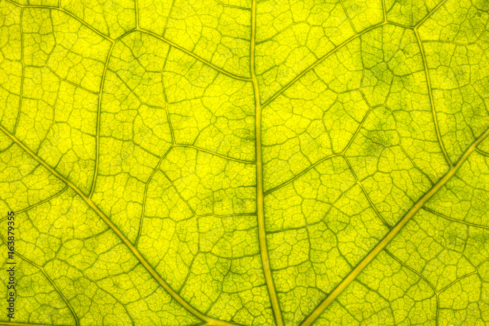 Obraz premium Leaf Texture./ Leaf Texture. 