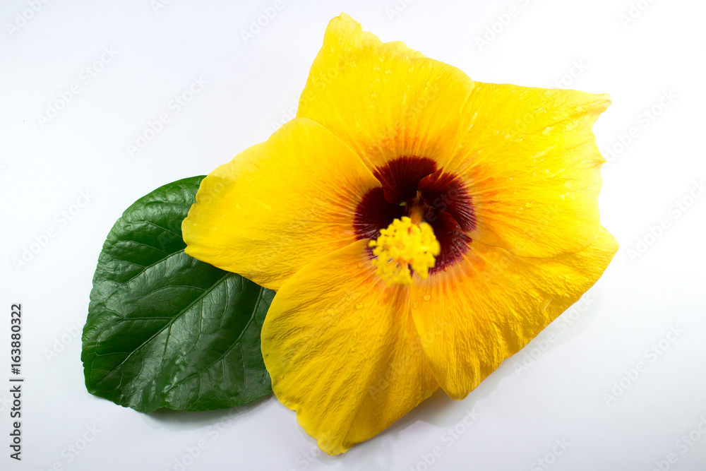 Close up of Yellow Hibiscus rosa Flower isolated Close up of Yellow Hibiscus rosa Flower isolated