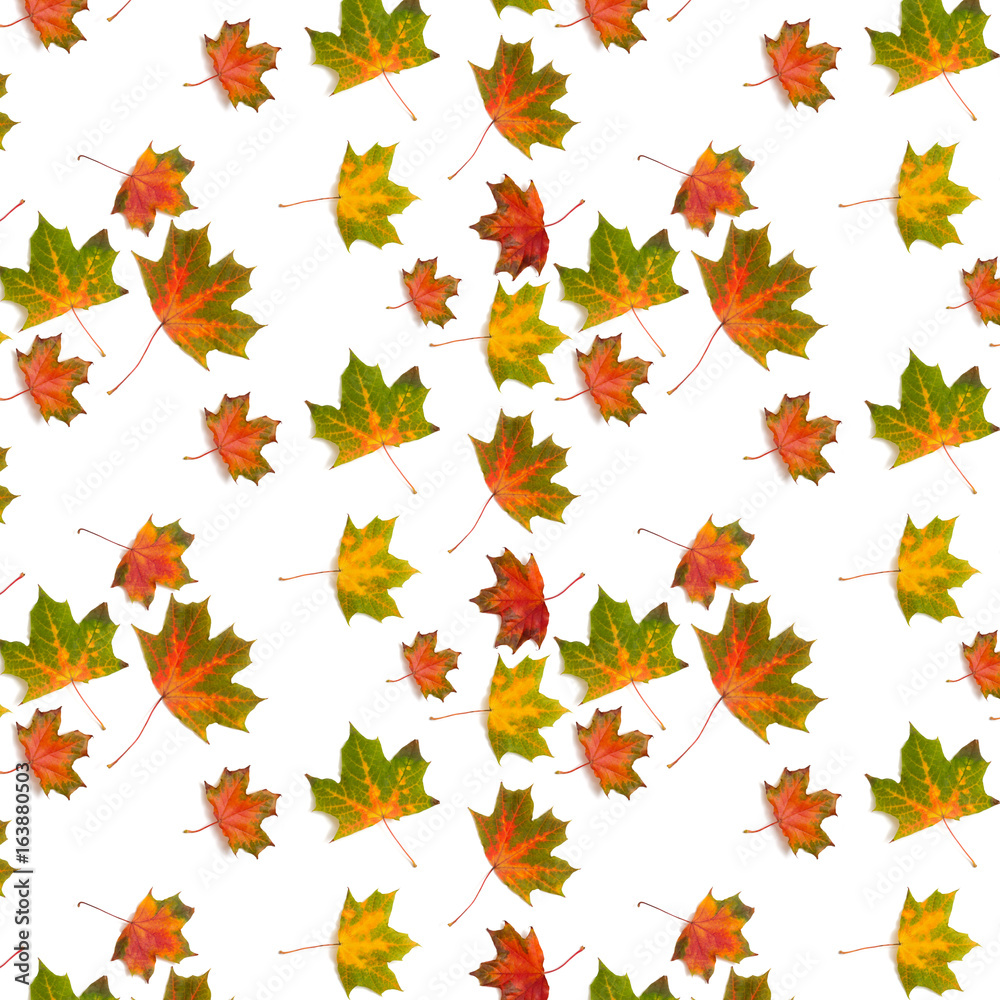 pattern colorful maple leaf autumn pattern colorful maple leaf autumn