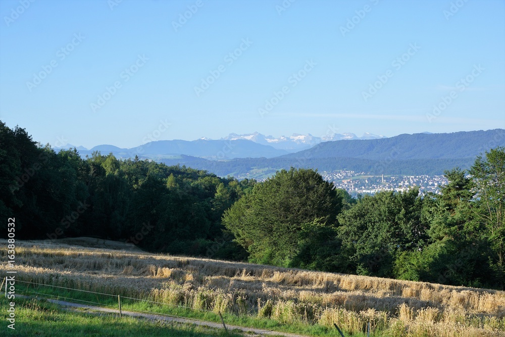 Naklejka premium Wiese im Sommer in Zollikon