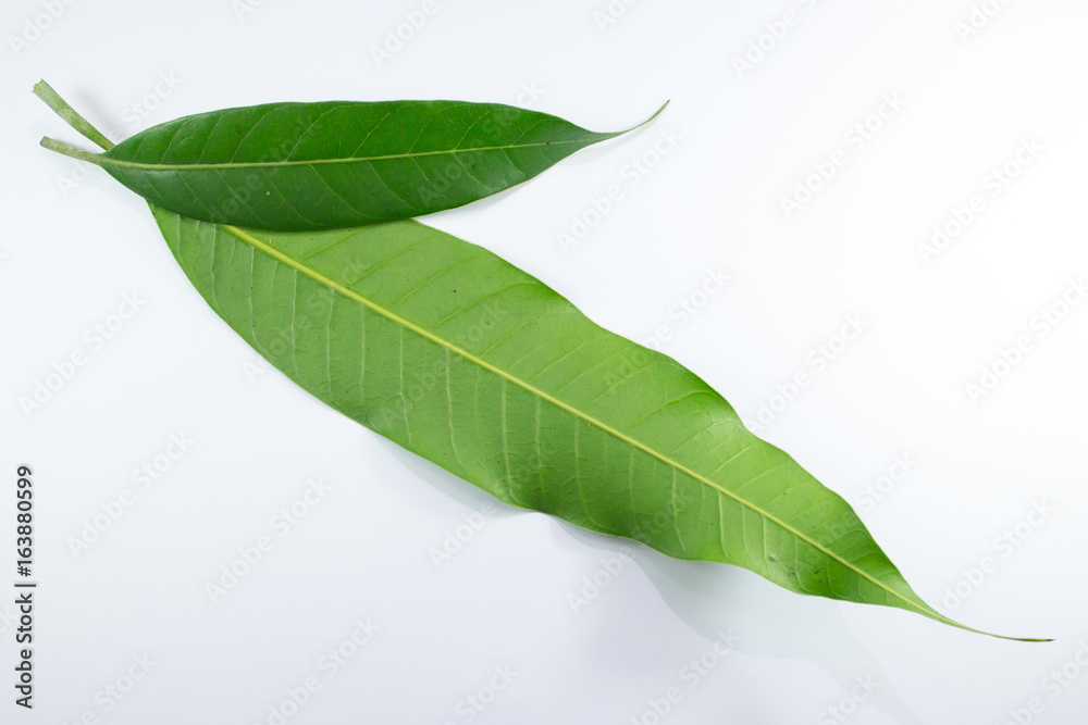 Obraz premium Close up leaf of mango tree isolated