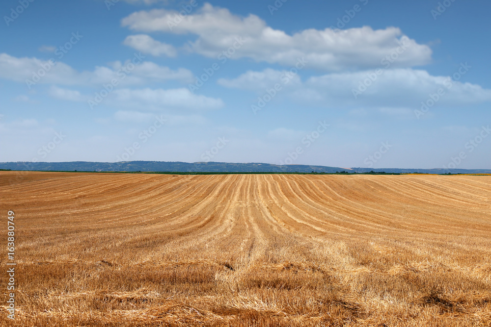 Field after mowing grain summer season