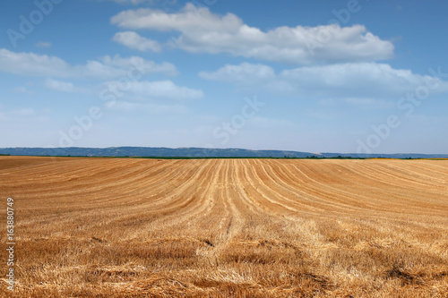Field after mowing grain summer season