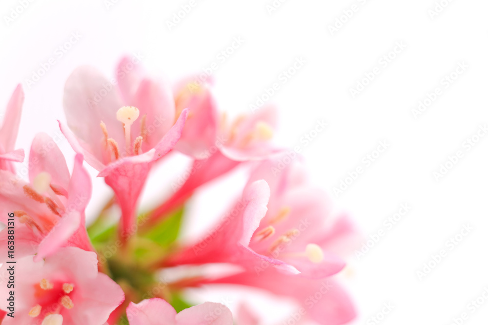 花 白バック タニウツギ 花 白バック タニウツギ