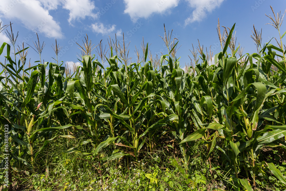 Obraz premium corn field