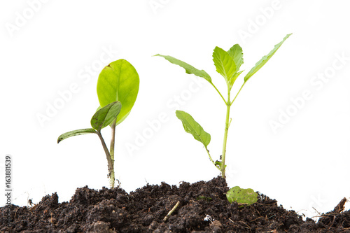 young plant isolated on white background