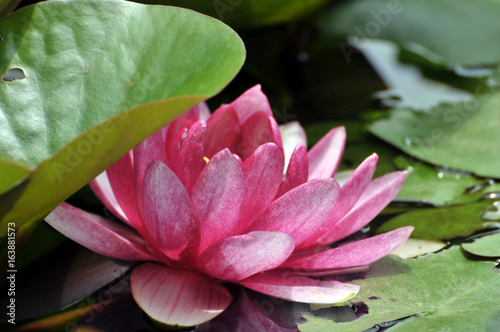 pink water lily