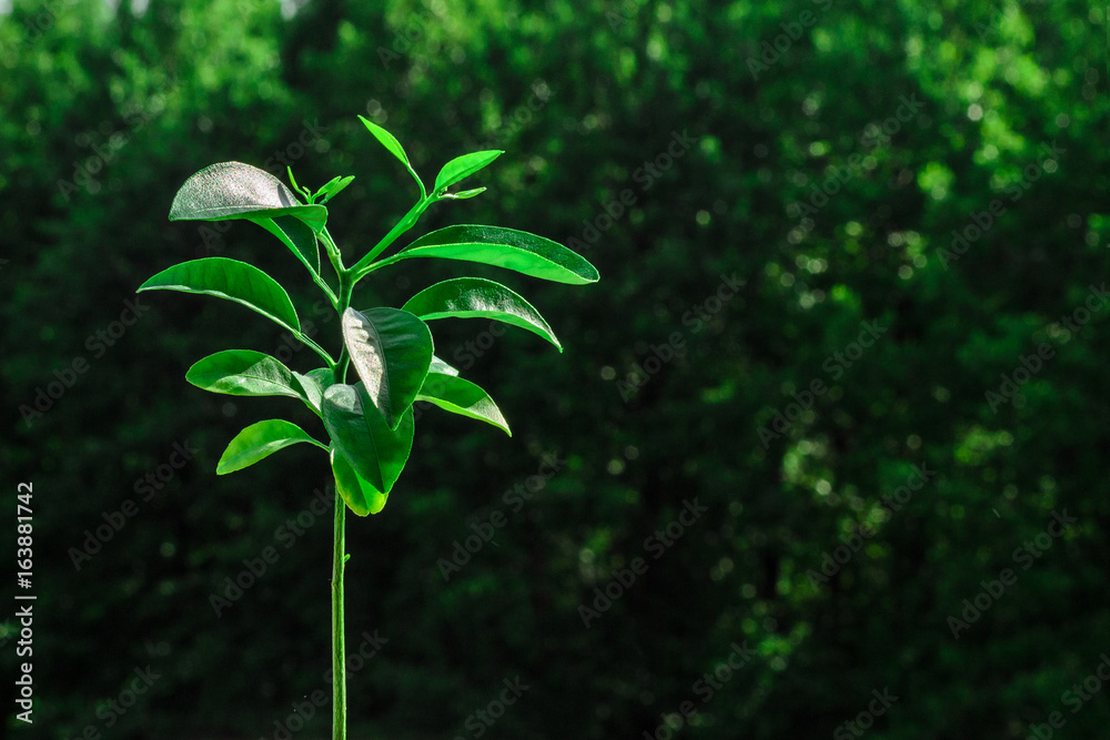 Fototapeta premium Mandarin tree on the dark background